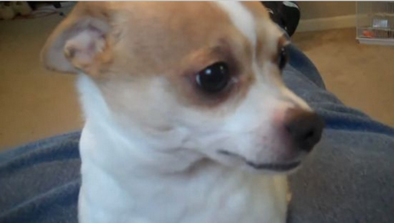 Owner Teaches Pup How To Play Evil On Command