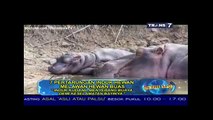 Kumpulan Perkelahian Binatang Buas  Video Pertarungan Hewan video dailymotion