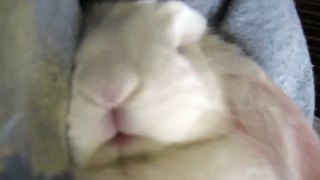 Bunny Sleeping