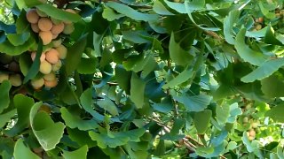 Seeds on Ginkgo tree