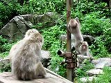 Ouch!  Playing Spring-born baby in Jigokudani Snow Monkey Park, Nagano, Japan