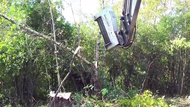 Máquina do diabo devora árvores em apenas alguns segundos