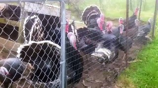 Turkeys on the farm