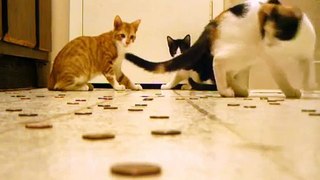 Kitties and Pennies