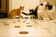 Kitties and Pennies