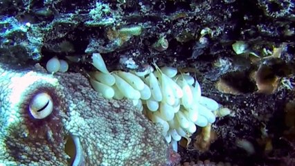 Hundreds Of Octpus Eggs Hatching