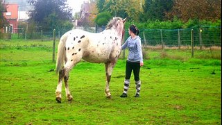 Mon cheval et moi