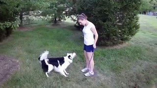 The Border Collie That Jumps Rope!