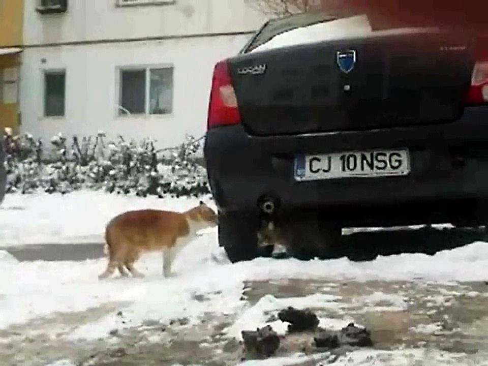 2 cats arguing