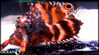 Ocean & Lake Sea Creatures // Twinspot lionfish Dendrochirus biocellatus