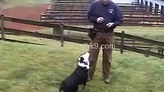 Steve White training scent work using Clicker Training