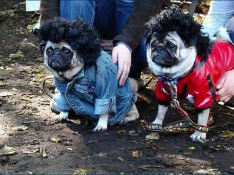 Compilation d'images drôles et insolites animaux - chiens