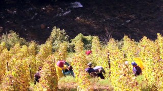 Discovering Alsace Wines with Joanna Simon :  Vendanges Tardives (Episode 12)