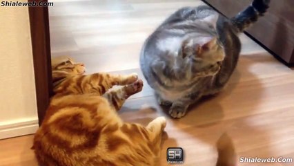 ESPECIAL DE ANIMALES Y MASCOTAS UN RECOPILADO DE VIDEOS CON PERROS GATOS DELFINES Y MAS SEPTIEMBRE 2015