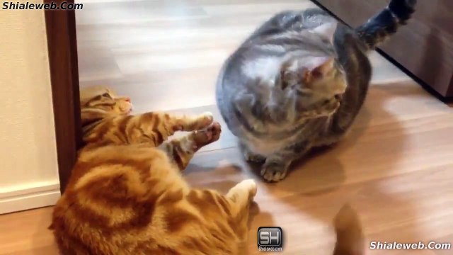 ESPECIAL DE ANIMALES Y MASCOTAS UN RECOPILADO DE VIDEOS CON PERROS GATOS DELFINES Y MAS SEPTIEMBRE 2015