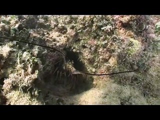 Biscayne National Park (underwater)