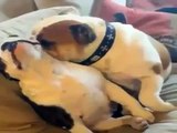 Funny Dog Vines 2015 part 9 Super Dogs Vs Stupid Dogs all them so lovely