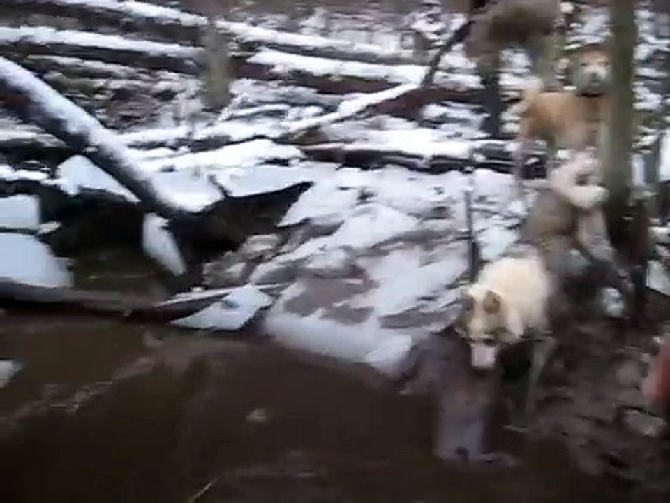 на бобра.