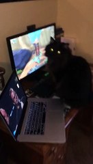 Cat Playing World of Warcraft