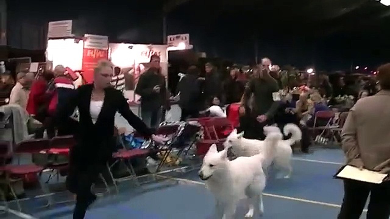 Internationale hondenshow Wijchen 11 december 2011 Adorable Mikayla Jewel of Joy Part 1/2