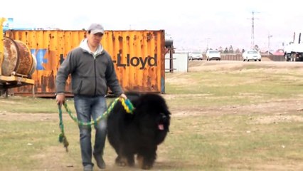 tibetan mastiff