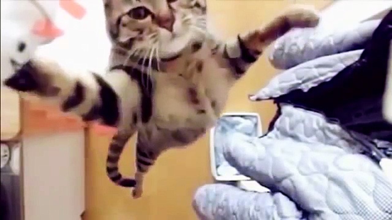 The Ultimate Meow Mix #Caturday #Everyday
