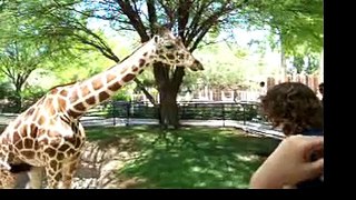 giraffes at the reid park zoo