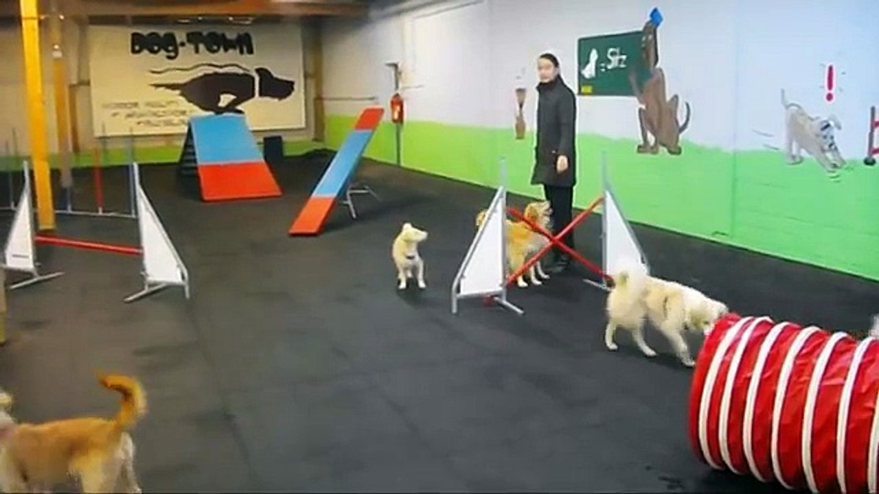 Flexdogs Agility Spielstunde Vorbereitung für das Supertalent 2011
