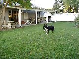 Aussie and Border collie jump for Frisbee!