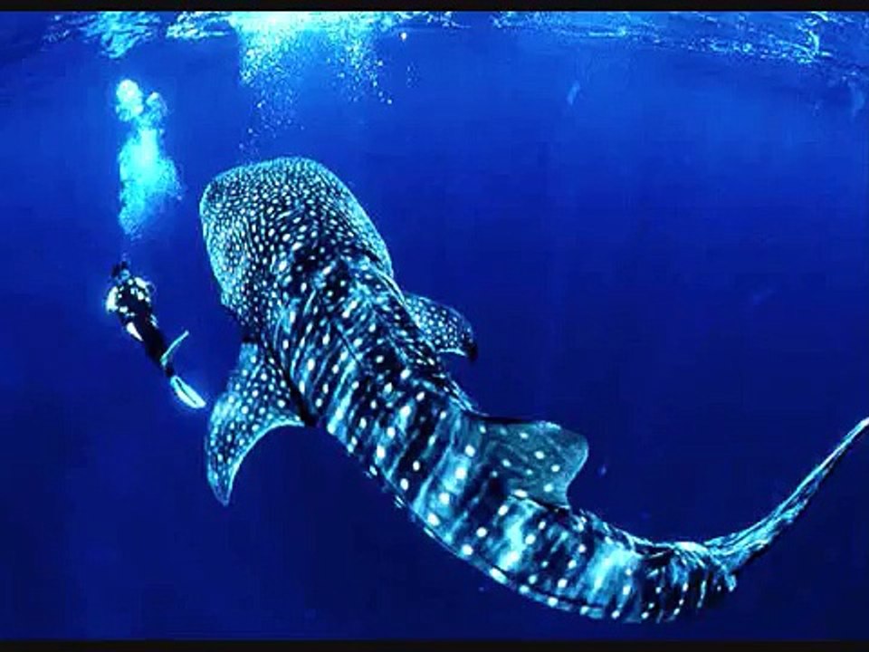 The World`s Biggest Sea Animal`s