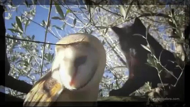 Unique Unlikely Animal Friendships