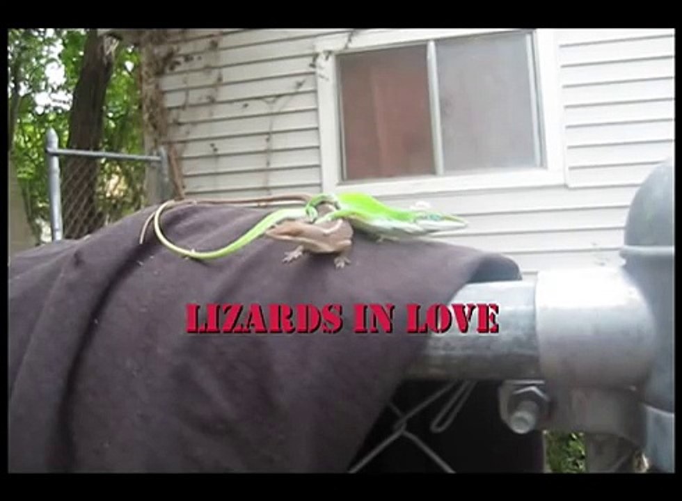 Lizards Making Love