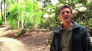 Herstelplan Gooilust: Rododendronvallei