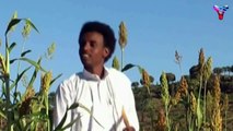 Ethiopia Today: Best Tigregna Eritrean music