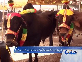 Expensive & Beautiful Animals in Cattle Markets For Sacrifice