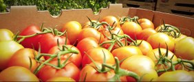 Farm to Fork  - Go Fresh Greenhouse Tomatoes On-A-Vine