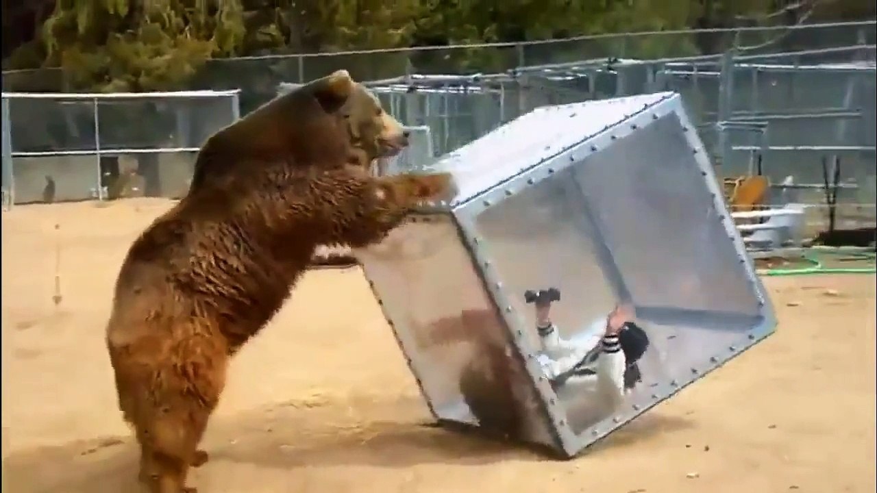 Giant Bear Attack People In Japan