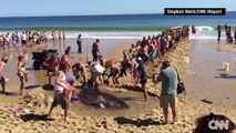 Grand Requin Blanc échoué sur la plage sauvé par des touristes. Magique