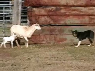 Ewe protecting lamb from predator