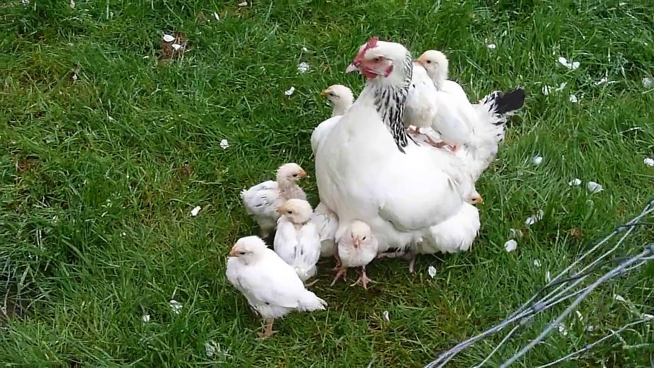 Poule Sussex et ses poussins sous les ailes par Poulailler ARAO Nantes