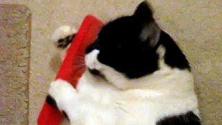 Cat uses her own comb.AVI