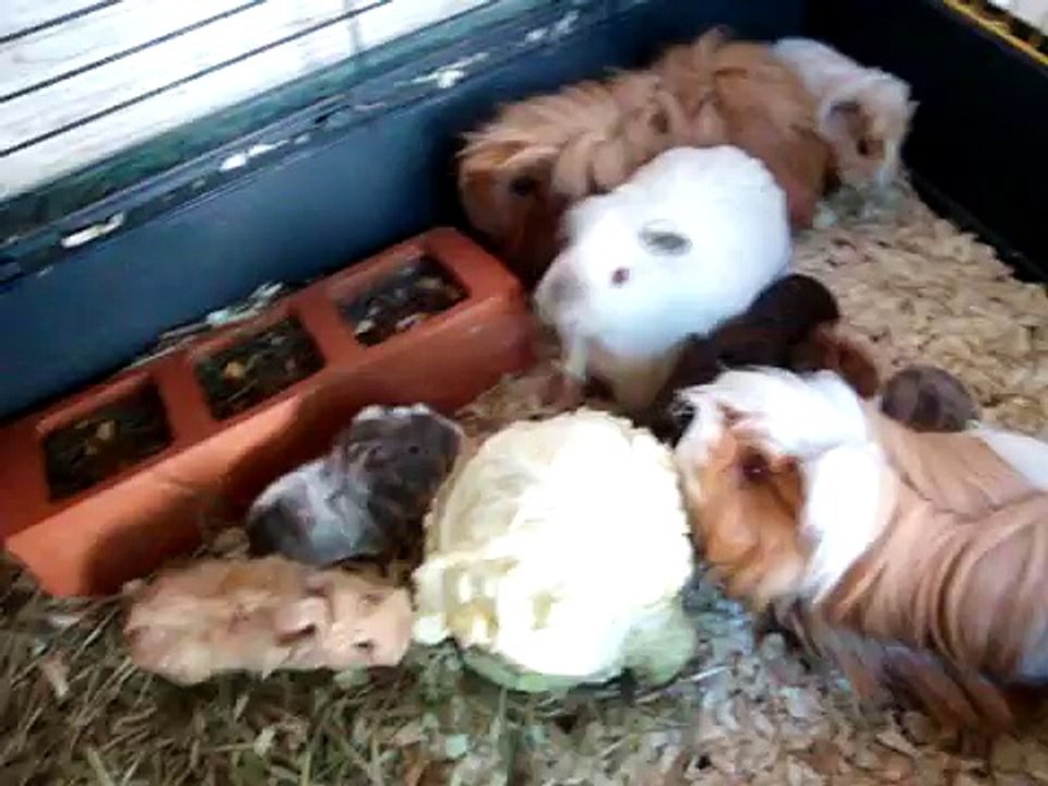 crias de cobaya peruana y sheltie