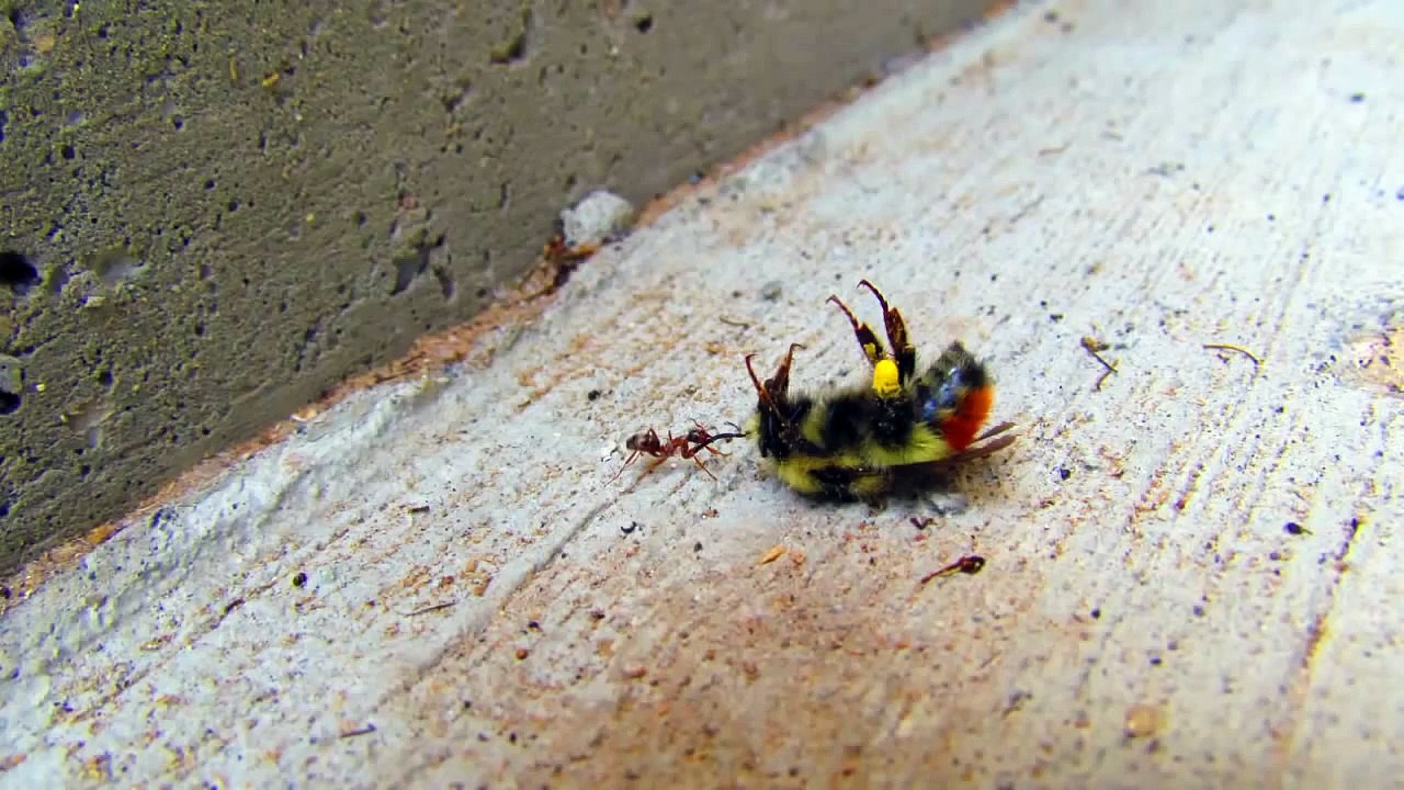 Super strong Ant!!