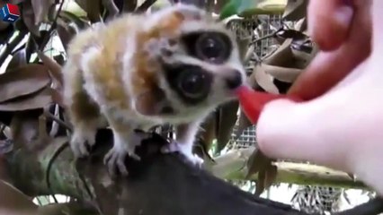 Animal eating animal(수박먹는 동물)