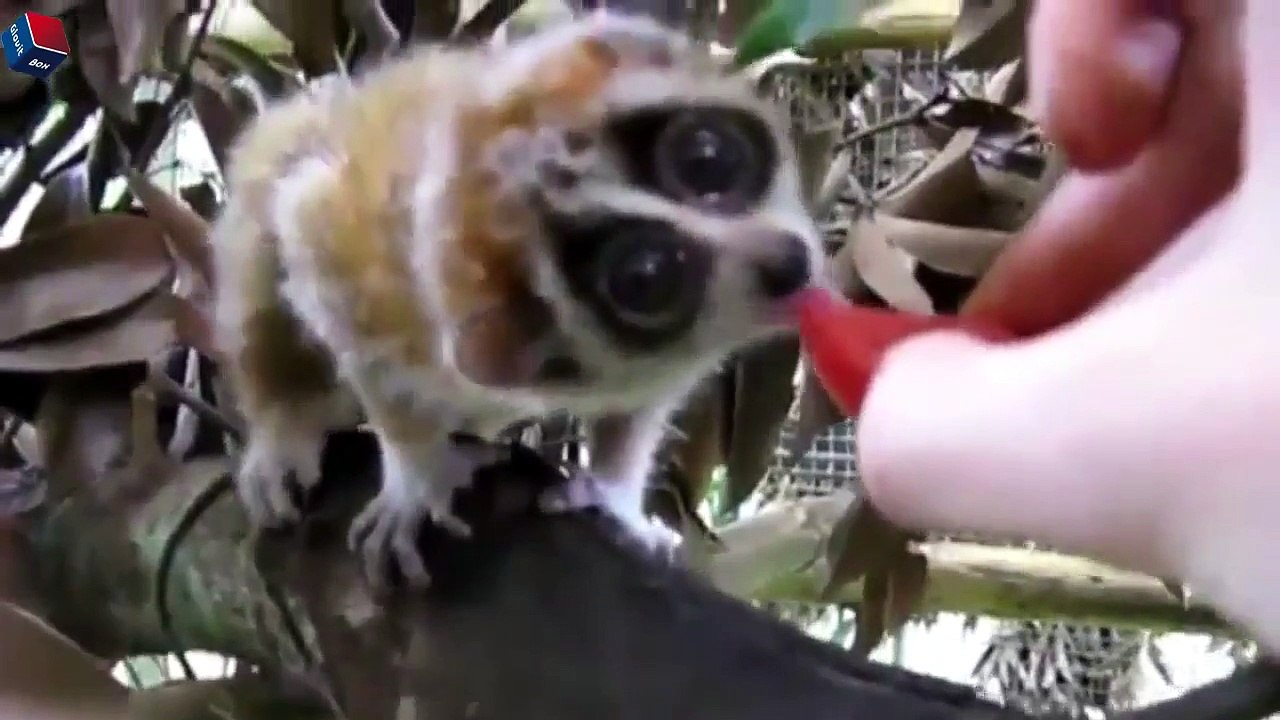 Animal eating animal(수박먹는 동물)