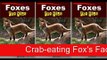 Crab-eating Fox -- Foxes For Kids -- Amazing Animal Books For Young Readers