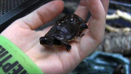 Baby Three Toed Box Turtles