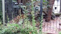 Au zoo d'Anvers - Septembre 2012