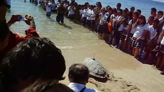 tortuga del  cetmar