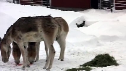 Kuukauden elain - helmikuu - Kulaani